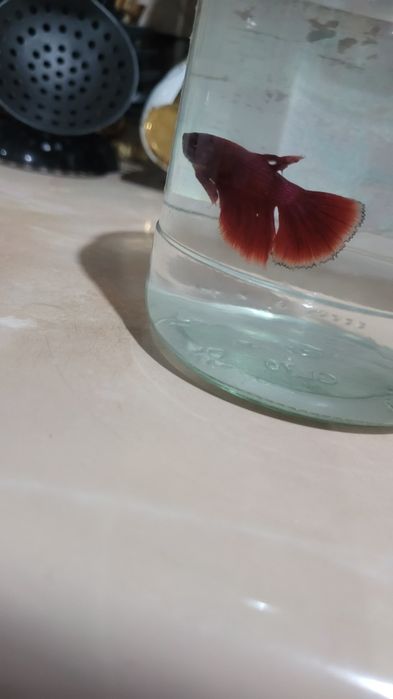 Baliqlar juda ko'p medniy asartimentlari bor  manzil uch tepa tumanida