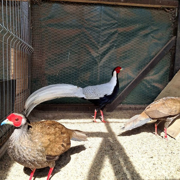 Vand fazani exotic