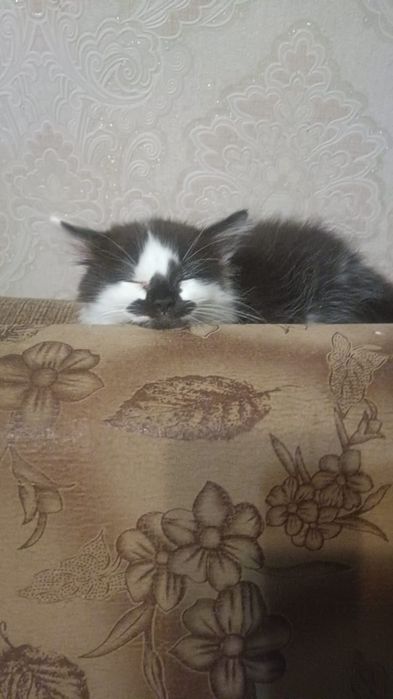 малыши,в очень добрые руки
