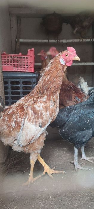 Хуроз сотилади домашние