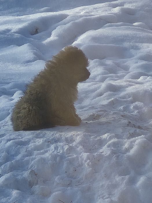Пристраиваются щенки
