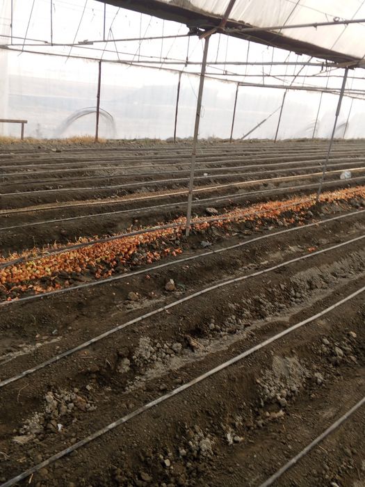 Савзи экиш хизмати Самарканд буйлаб