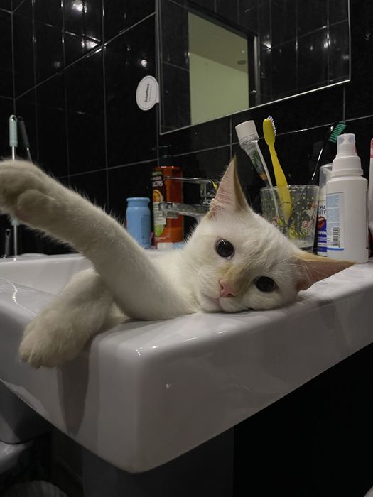 Отдам в добрые руки кота и кошку