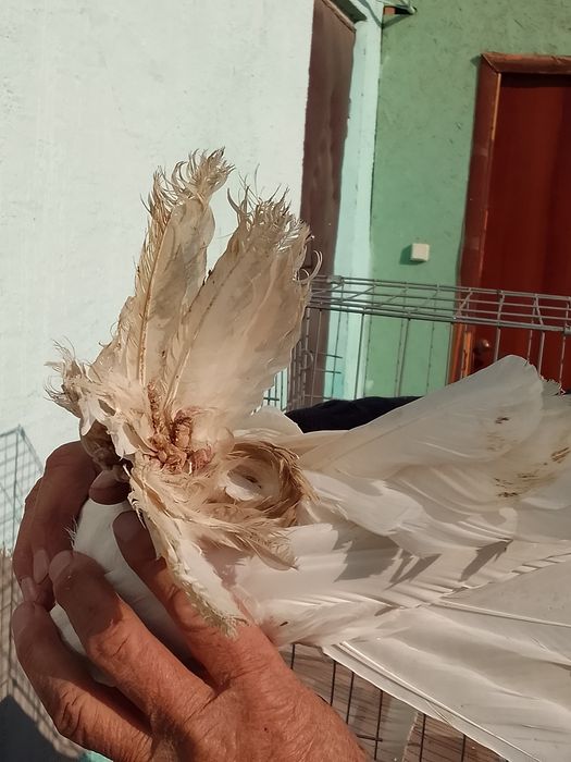 Продам голуби тараз