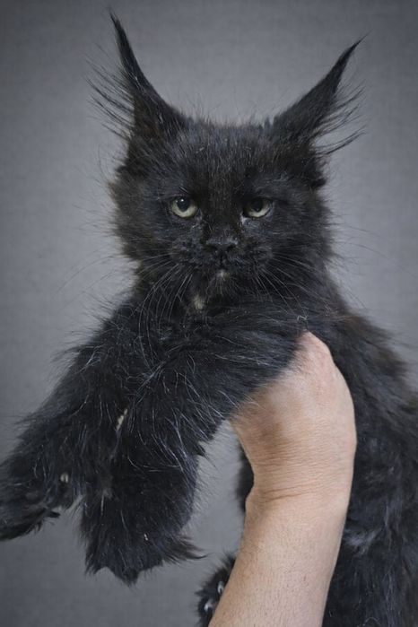 Топовые Котята Мейн-кун