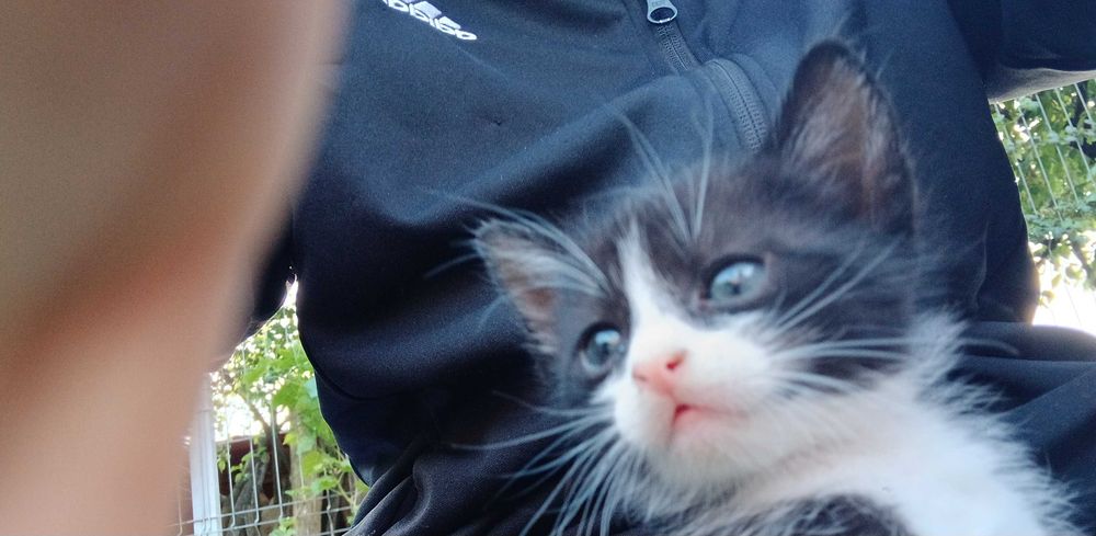 Ofer spre adoptie pui de pisica - 6 saptamani