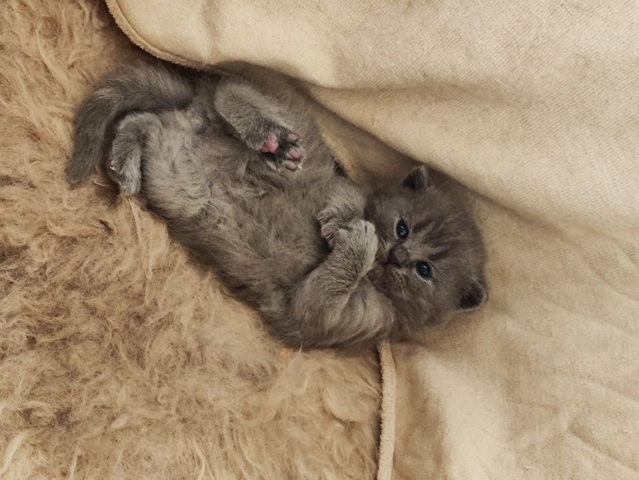 Мушук боллари Scottish Fold