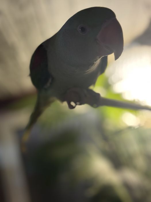 Александрийский попугай самка