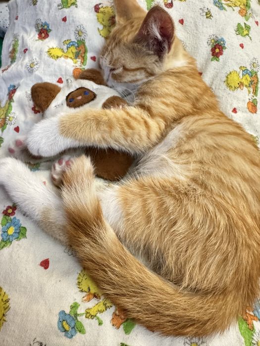 Котенок мальчик в хорошие руки