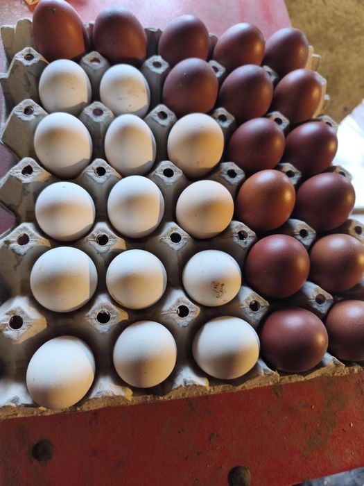 Ouă Marans și italian perlat