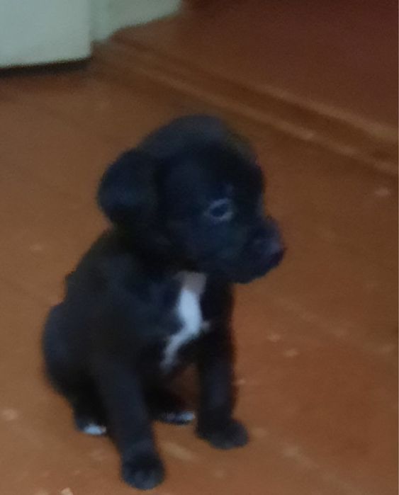 Щенки  лабродора