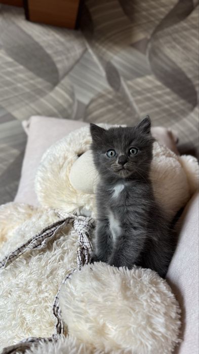Отдам котят, мальчик и девочка !