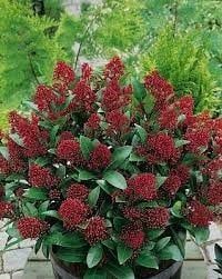 Скимия-Японски люляк