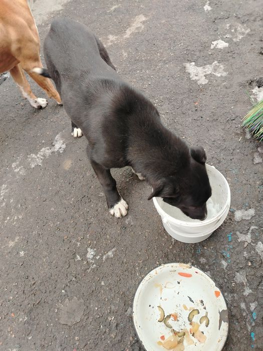 Алабай, девочка, 3 месяца продам