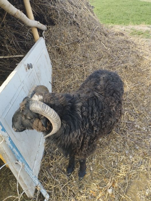 Мернос зотдор кучкор йош ва пародни бокилайотган гуножин сотилади.нарх