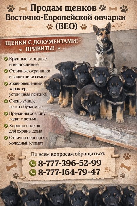 Восточной европейская овчарка