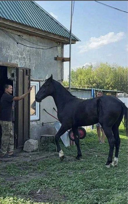 Лошадь. Годовалый жeрeбчик