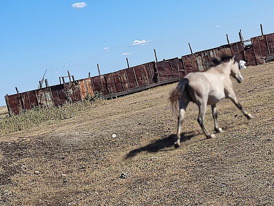 Продам коня самец