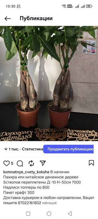 Комнатные цветы и растения