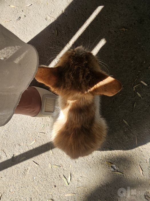 Mushuk bolasi be pul beriladi
