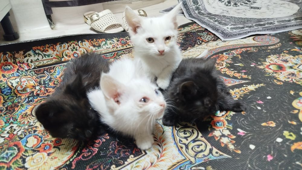 продаются котята (бесплатно)