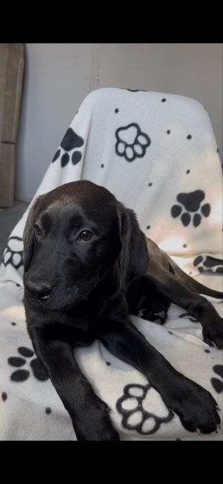 Продаю щенков лабрадора