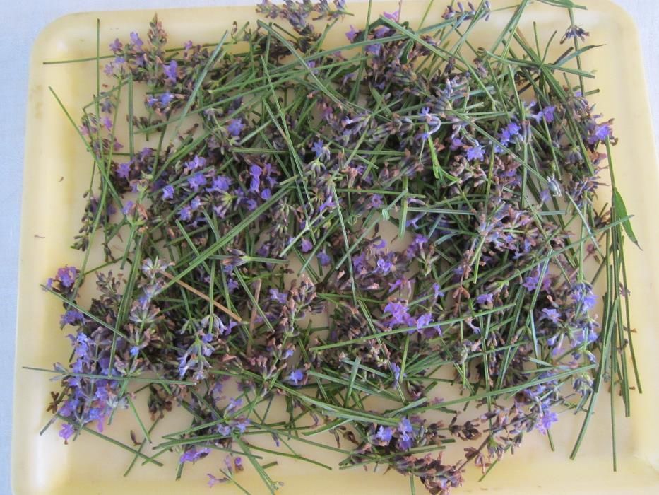 Butasi de lavanda si tufe