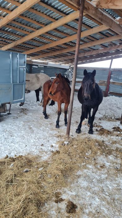 жылқы (биелер, айғыр)  - лошади