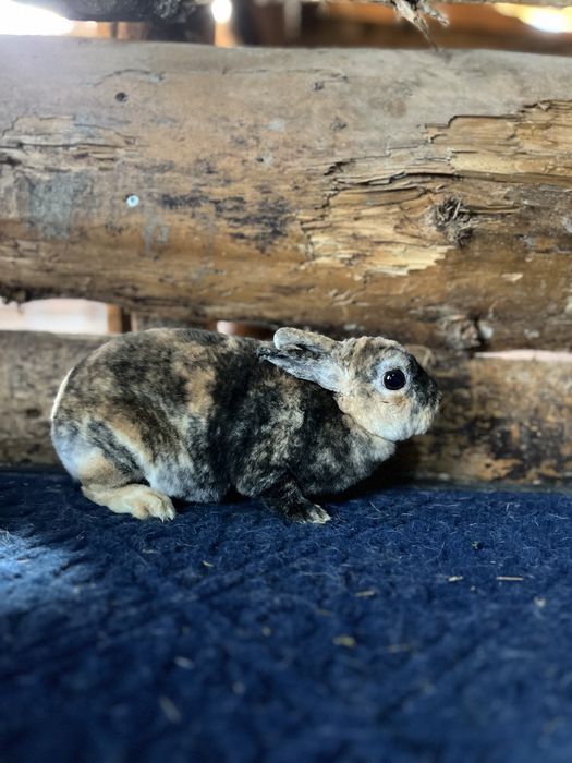 Disponibili iepuri pitici, cap de leu,berbec,rex, pitic olandez