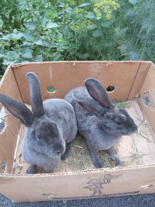 Рекс голубой пара