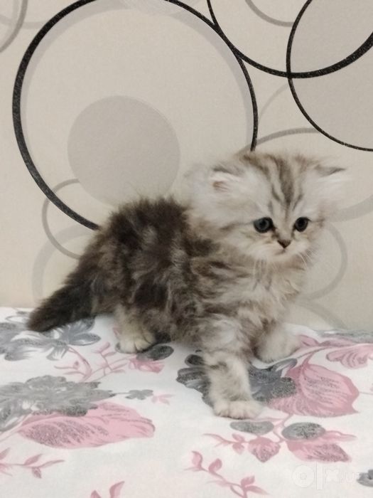 Шотланский Скоттиш Страйт!