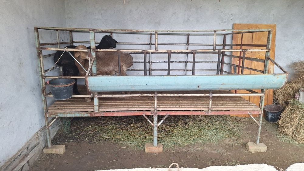 Qoyxona sotiladi qoylar emas