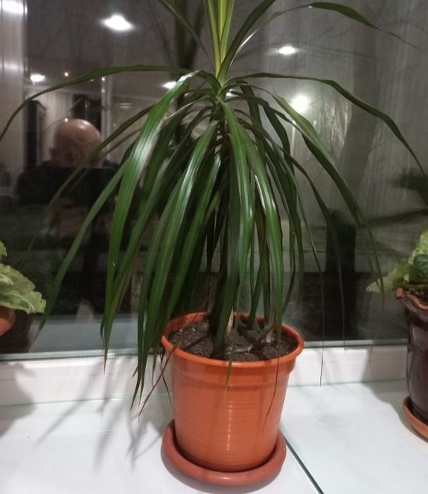 Продам цветок недорого