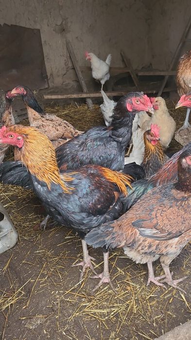 Продам Бойцовых Петухов