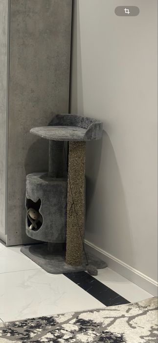 Кашка скотиш фолд 1.5 года