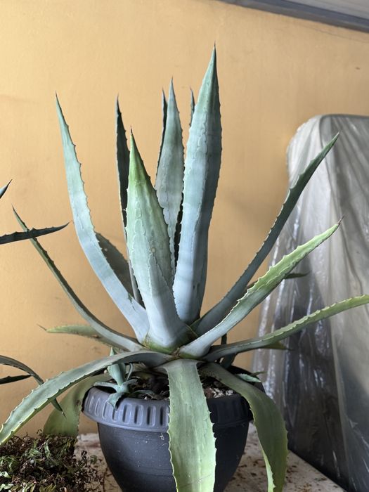 Aloe vera ghiveci mare  adusa din Croatia