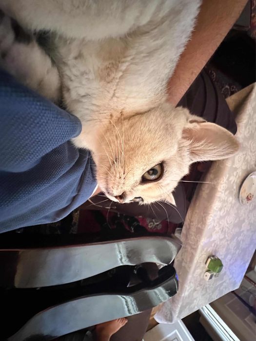 Кошка шиншила вязка