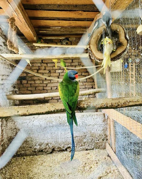 Vand pereche papagali lord Derby