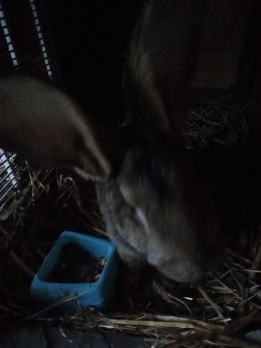 Vând iepuri uriaș de Transilvania