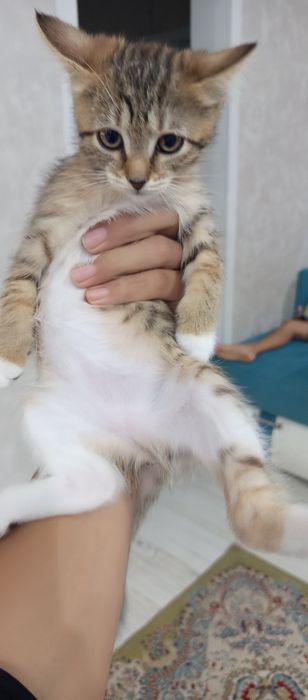 Котёнок девочька