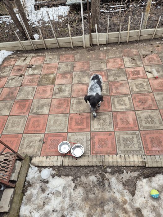 Руский Спаниель щенок 6 месяцев