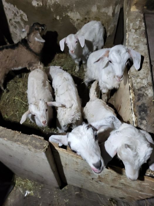 Козлята молочные