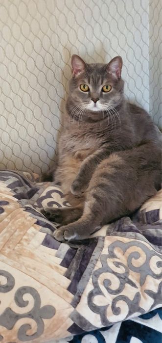 Отдам кота в добрые руки