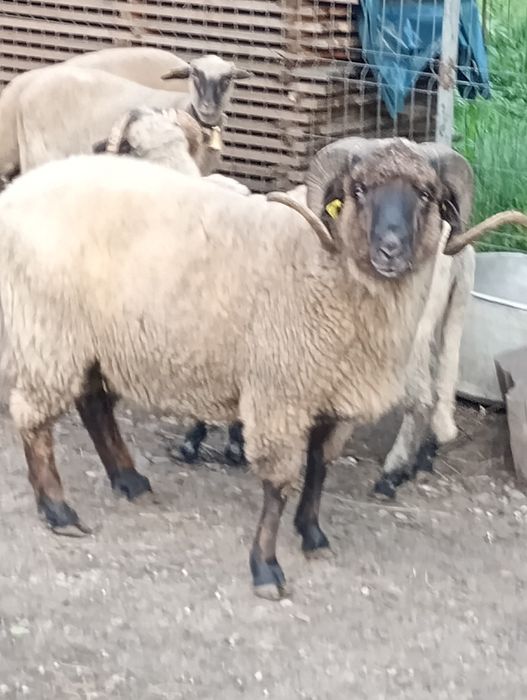 Tigaie.romaneasca