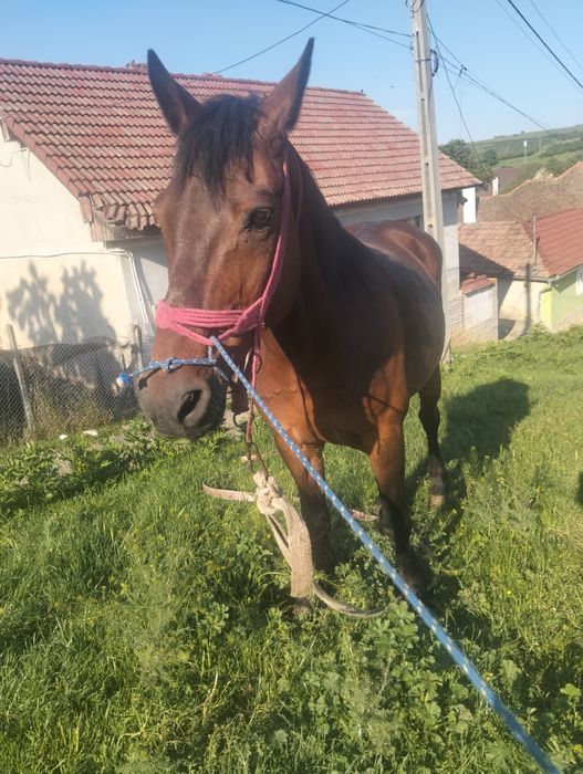 Vând cal foarte cuminte merge la căruță