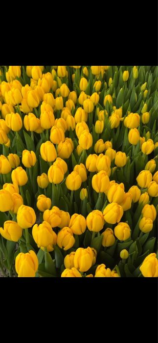 Тюльпаны в Балхаше