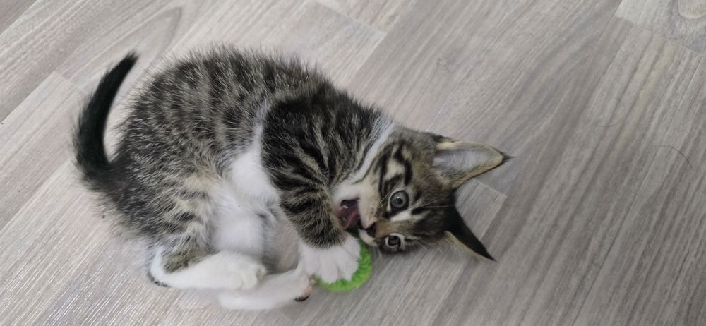 Котёнок девочка в добрые руки