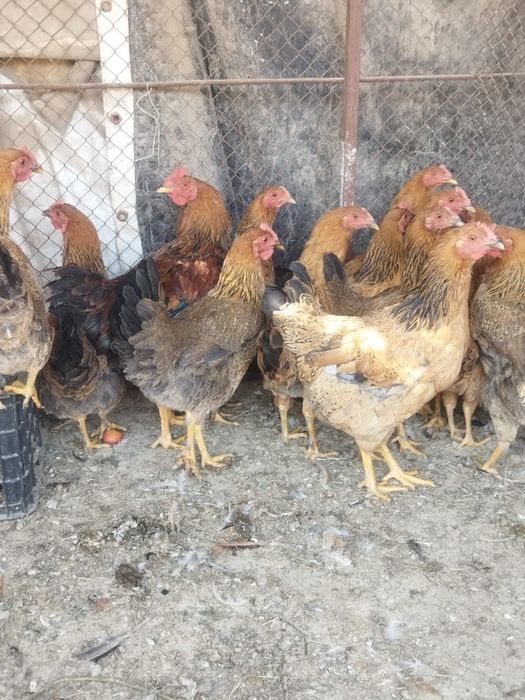 Продам куры домашние