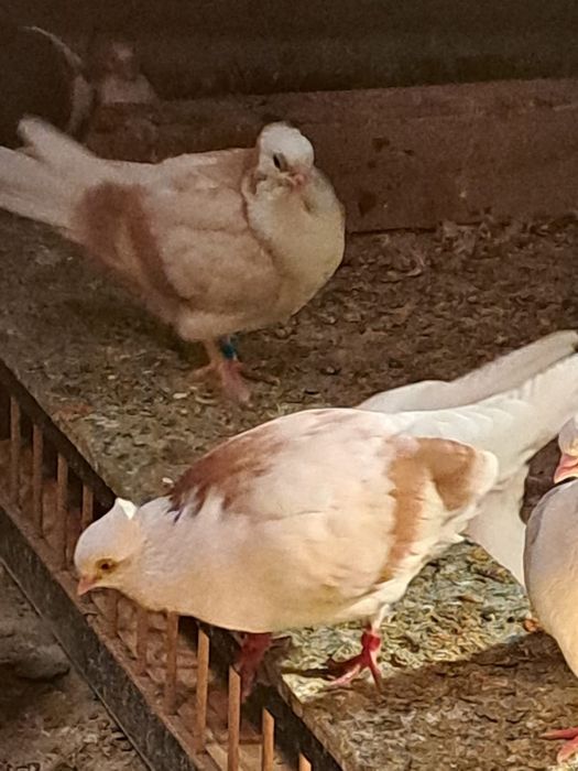 Vând sau schimb porumbei zburători i de înălțime