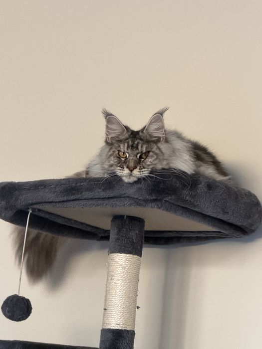 Fetita Maine coon - Ama